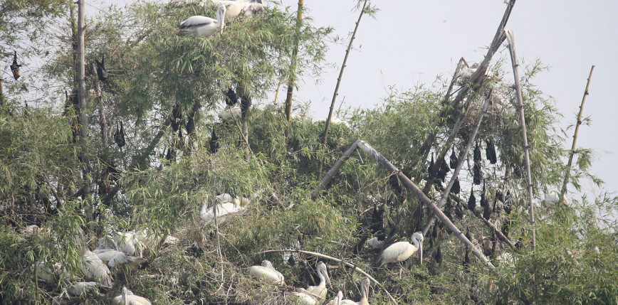 Senegal: setki martwych pelikanów znalezionych na terenie objętym ochroną Światowego Dziedzictwa UNESCO