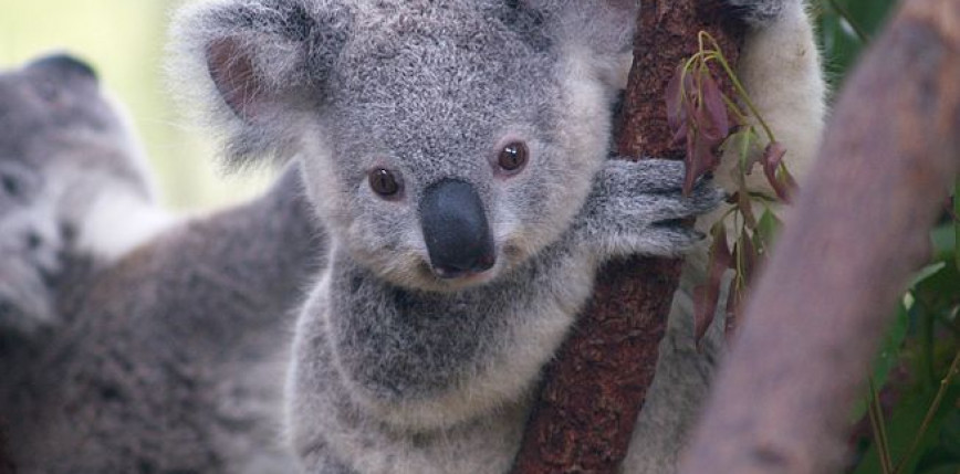 Australia: koale uznane za gatunek zagrożony wyginięciem