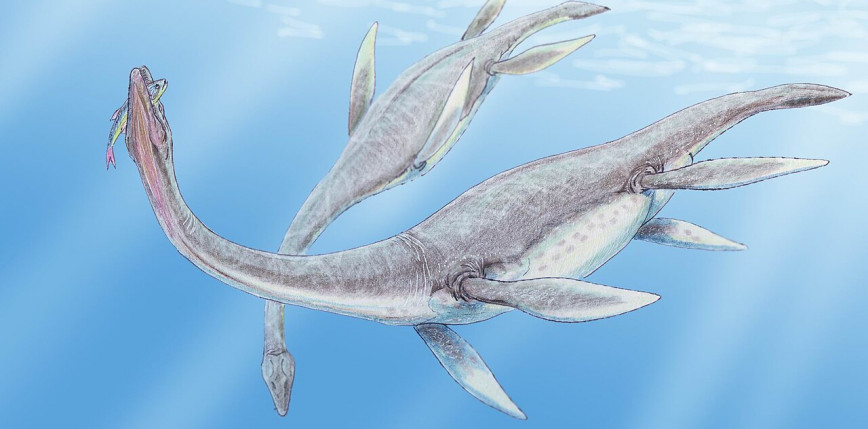 W kamieniołomie Owadów-Brzezinki odkryto cztery zęby plezjozaurów