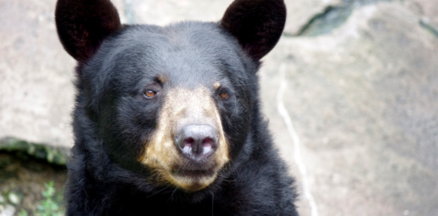Floryda: niedźwiedź uciekł z wybiegu w zoo
