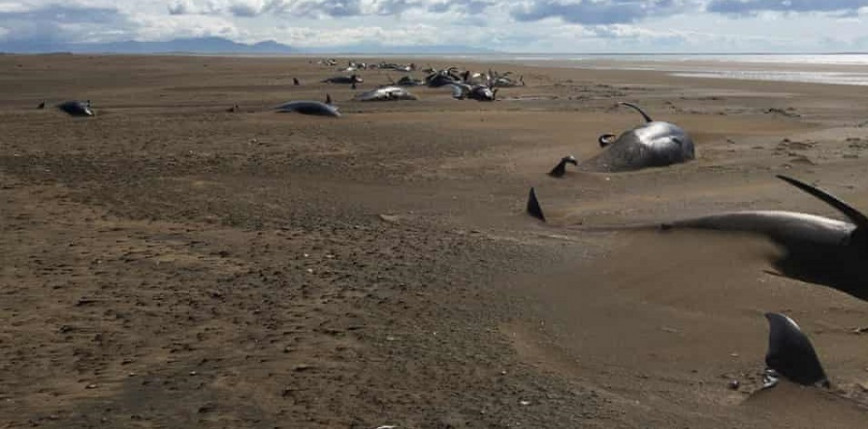 Nowa Zelandia: po utknięciu na płytkich wodach zginęło co najmniej 29 wielorybów