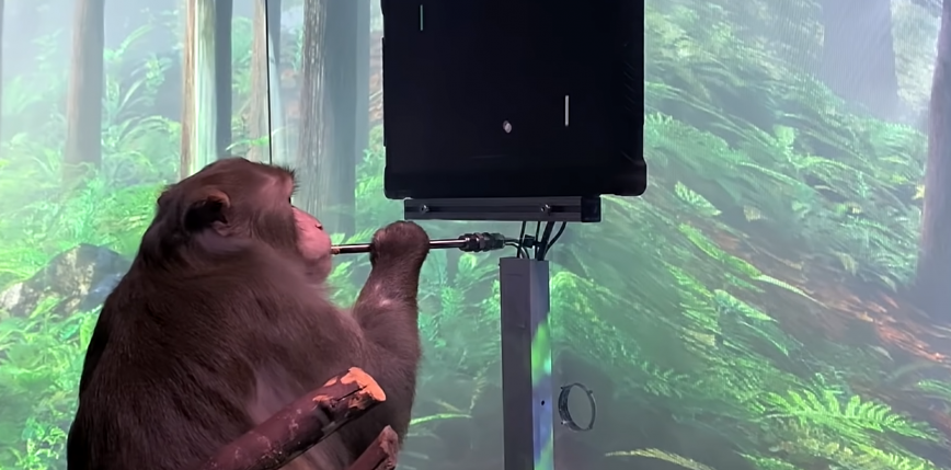 Neuralink: pierwsze wideo małpy grającej w MindPonga  