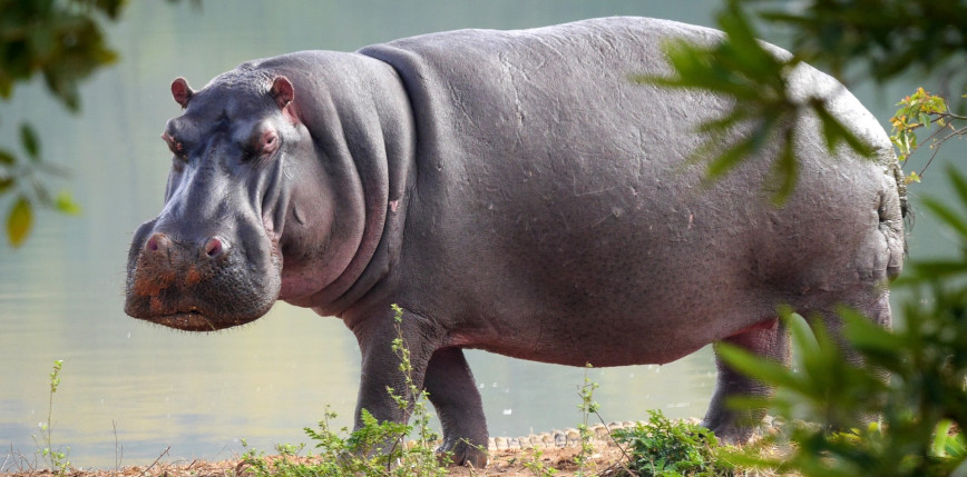 Zimbabwe: hipopotam zadeptał 81-letniego mężczyznę