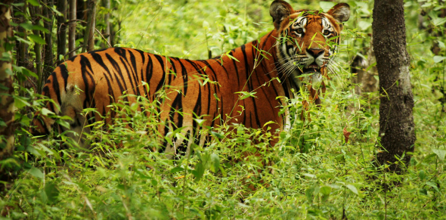 Słowacja: na terenie kraju grasuje tygrys, który uciekł z ukraińskiego zoo