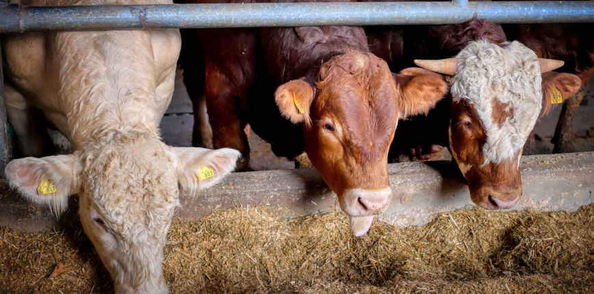 Mięso organiczne podobnie negatywnie wpływa na klimat, co tradycyjne
