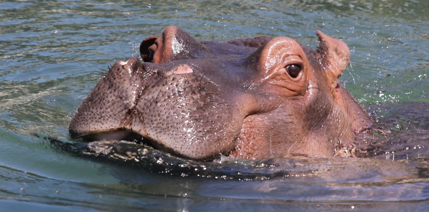 Hipopotamy Pabla Escobara zostaną uśmiercone