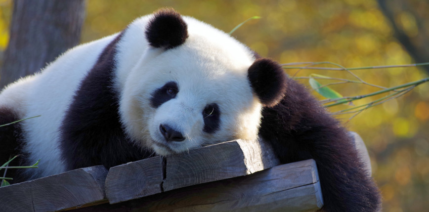 Hongkong: najstarsza panda wielka utrzymywana w niewoli została poddana eutanazji