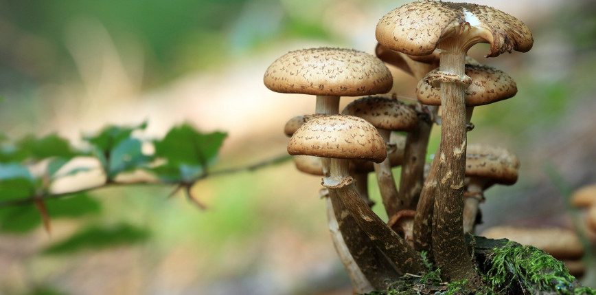 Wykorzystanie grzybów w walce ze zmianami klimatycznymi