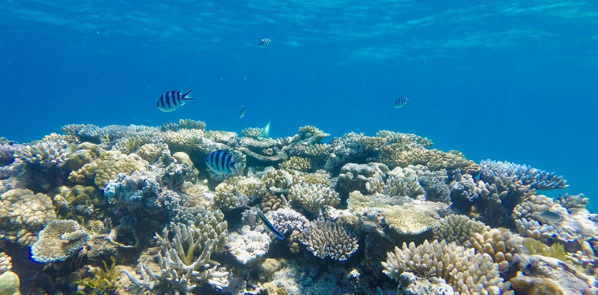 Australia: premier zadeklarował przeznaczenie miliarda dolarów na ochronę Wielkiej Rafy Koralowej