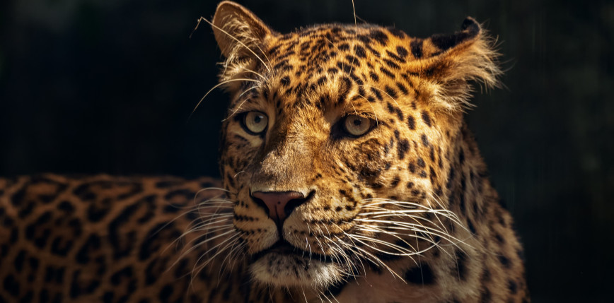 Floryda: mężczyzna został zaatakowany przez jaguara po zbliżeniu się do wybiegu w zoo