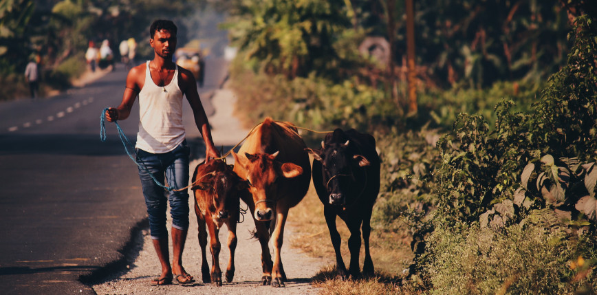 Indie: mieszkańcy zaczęli stosować krowie ekskrementy w celu ochrony przed zakażeniem COVID-19