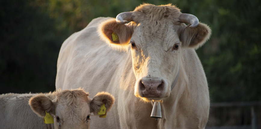 Kansas: co najmniej 2 tys. sztuk bydła padło wskutek stresu cieplnego 