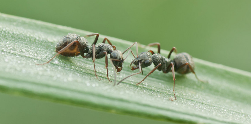 Mrówki wykrywają komórki nowotworowe