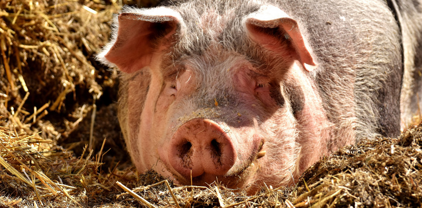 Anglia: z powodu niewystarczającej liczby rzeźników spalono 6 tys. świńskich tusz