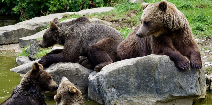 Tatry: przebudzenie niedźwiedzicy i jej młodych powoduje zamknięcie kilku szlaków górskich