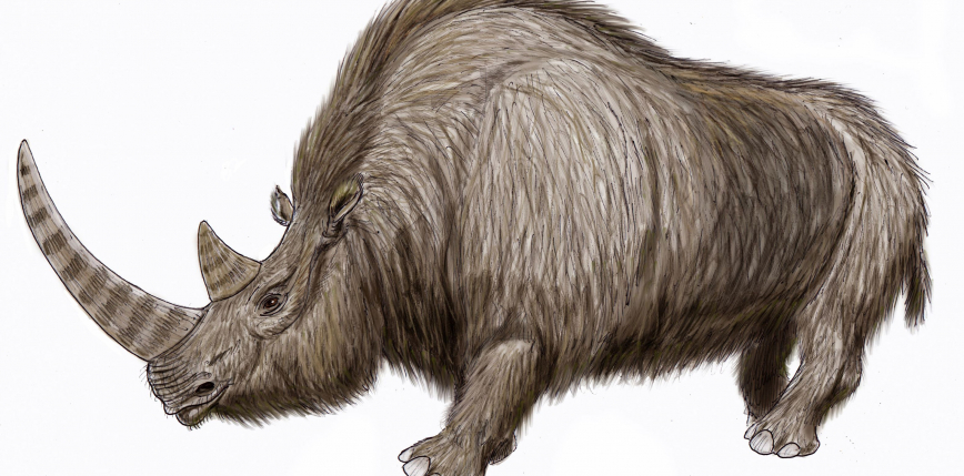 Dobrze zachowane szczątki nosorożca włochatego znalezione na Syberii