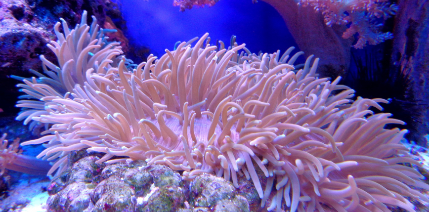 Hong Kong: druk 3D wspomaga odbudowę koralowców