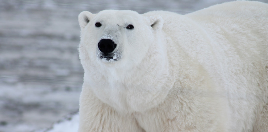 Alaska: niedźwiedź polarny zabił kobietę i chłopca