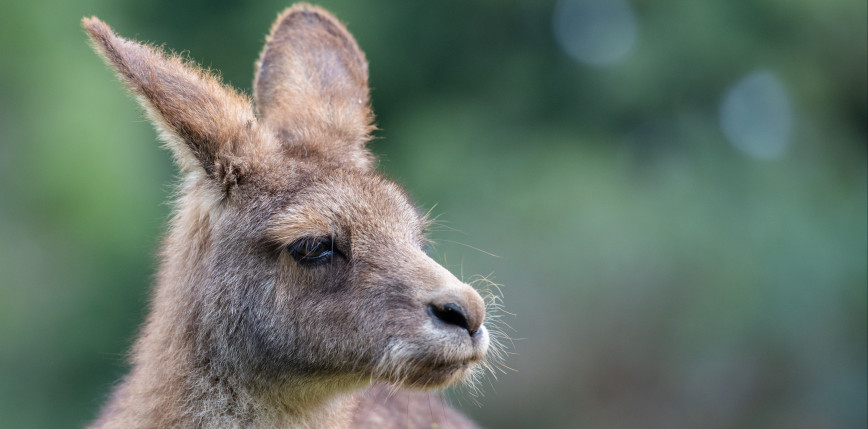 Australia: oskarżono nastolatków o zabicie 14 kangurów