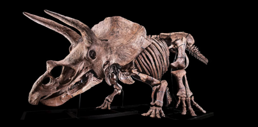 Paryż: sprzedano największy na świecie szkielet triceratopsa 
