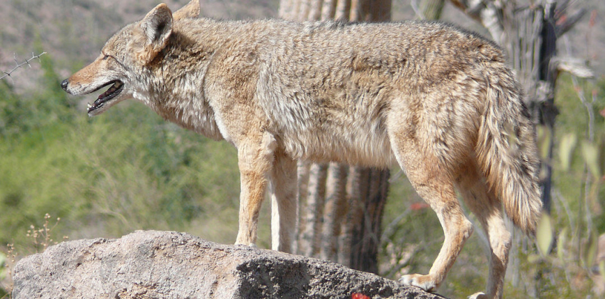 Kanada: kojot zaatakował 3 osoby