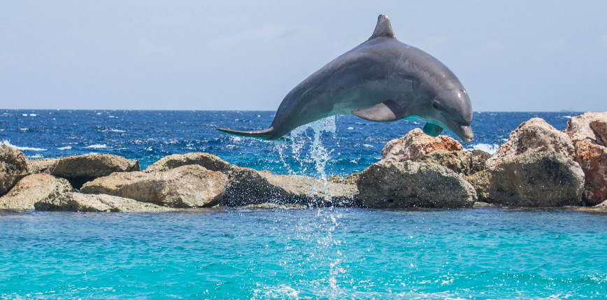 USA: zakaz pływania z delfinami na Hawajach