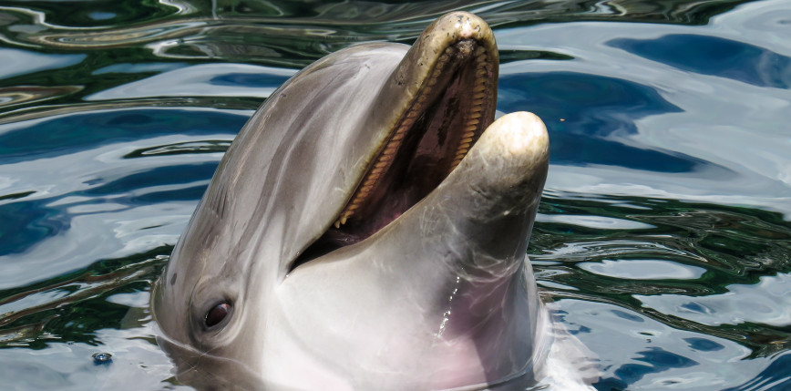 Ghana: dochodzenie w sprawie 60 martwych delfinów znalezionych na plaży