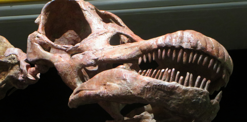 Argentyna: odkryto szczątki prawdopodobnie największego dinozaura na świecie