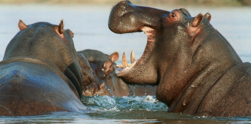 Malawi: kolizja hipopotama z łodzią. Nie żyje co najmniej 1 osoba 