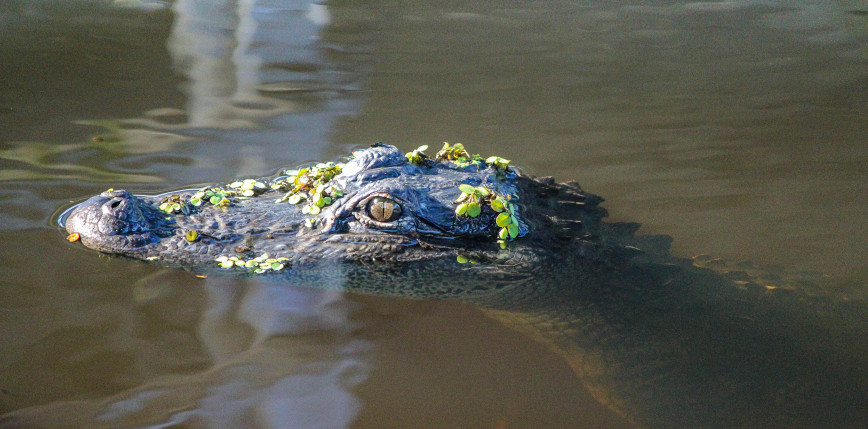 Floryda: aligator zaatakował kobietę, która wpadła do kanału