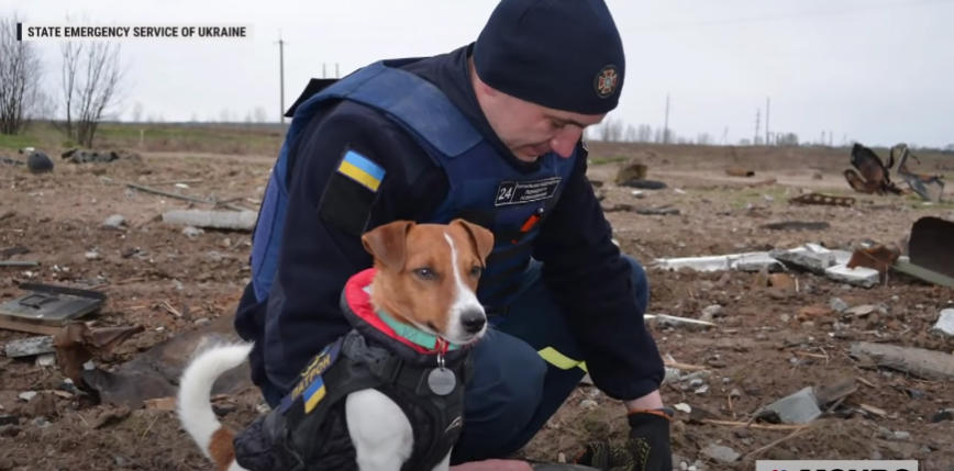 Ukraina: nagrodzono psa wykrywającego materiały wybuchowe