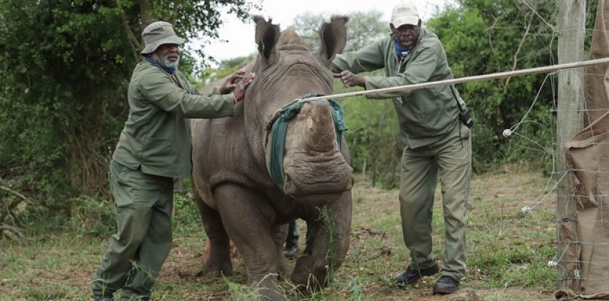 Przetransportowano samolotem 30 nosorożców białych z RPA do Rwandy