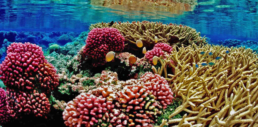 Koralowcom Morza Czerwonego grozi katastrofa ekologiczna