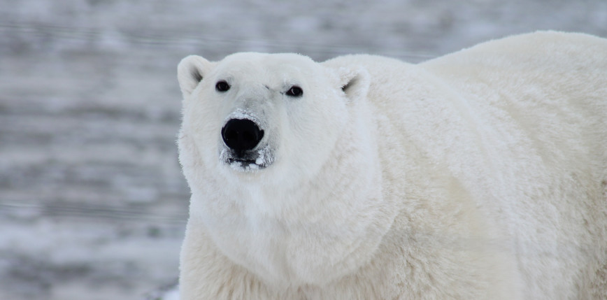 Zatoka Hudsona: populacja niedźwiedzi polarnych spadła o 27% w ciągu 5 lat