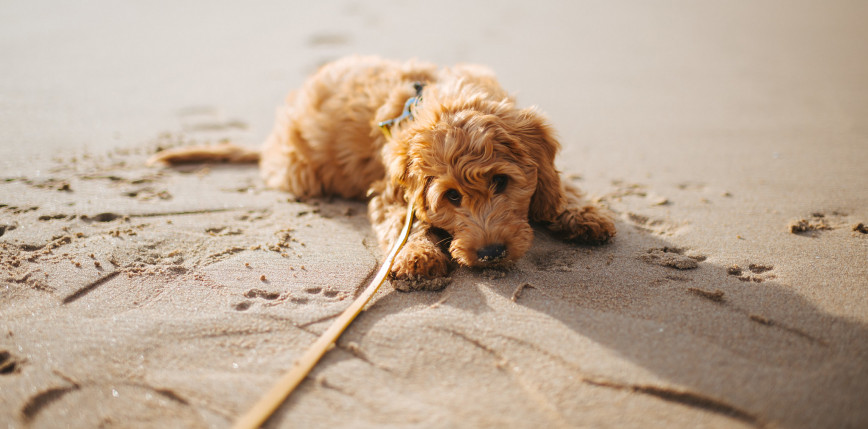 RPO: zakaz wyprowadzania psów na plaże jest sprzeczny z prawem
