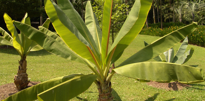 Roślina podobna do banana może stanowić rozwiązanie problemu głodu
