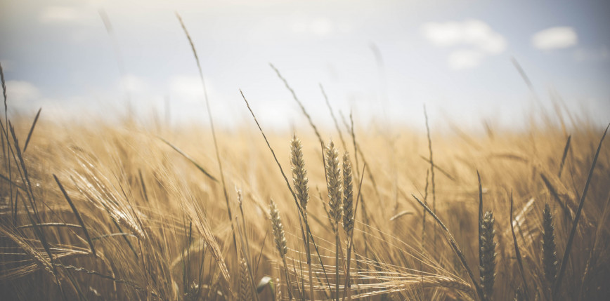 GUS: zbiory zbóż w 2021 roku wyniosą 34,5 mln ton