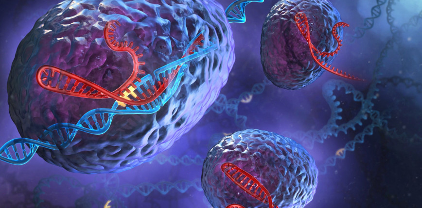 Jak zatrzymać proces śmierci komórkowej? Naukowcy już nad tym pracują