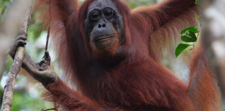 Ulewne deszcze zabijają jedne z najrzadszych małp świata. Orangutany z Sumatry na skraju zagłady