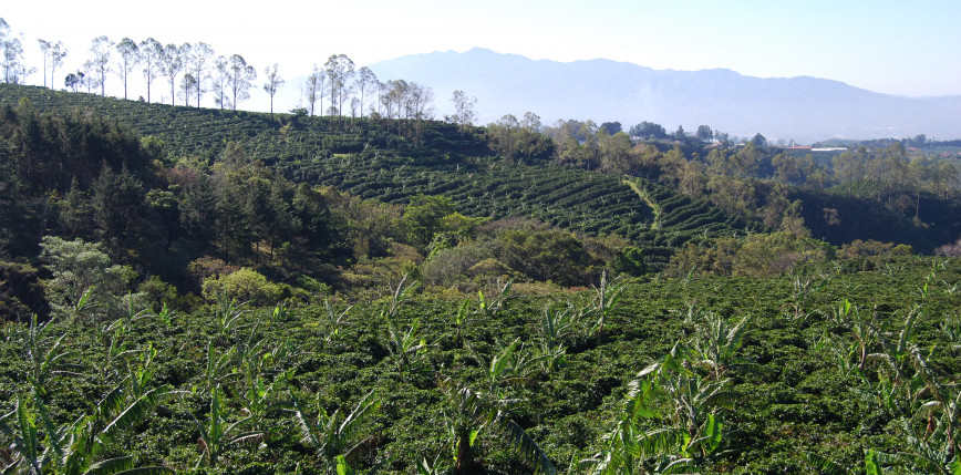 Miazga kawowa przyspiesza regenerację lasów tropikalnych