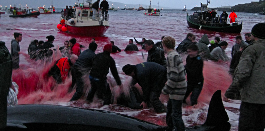 Wyspy Owcze: 1428 delfinowatych zginęło w trakcie tradycyjnych polowań