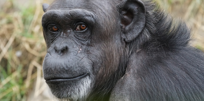 Szwecja: 7 szympansów uciekło z wybiegu w zoo. 3 z nich zastrzelono 
