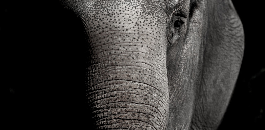 Indie: aresztowano 2 osoby, które rzucały w słonia płonącą reklamówką