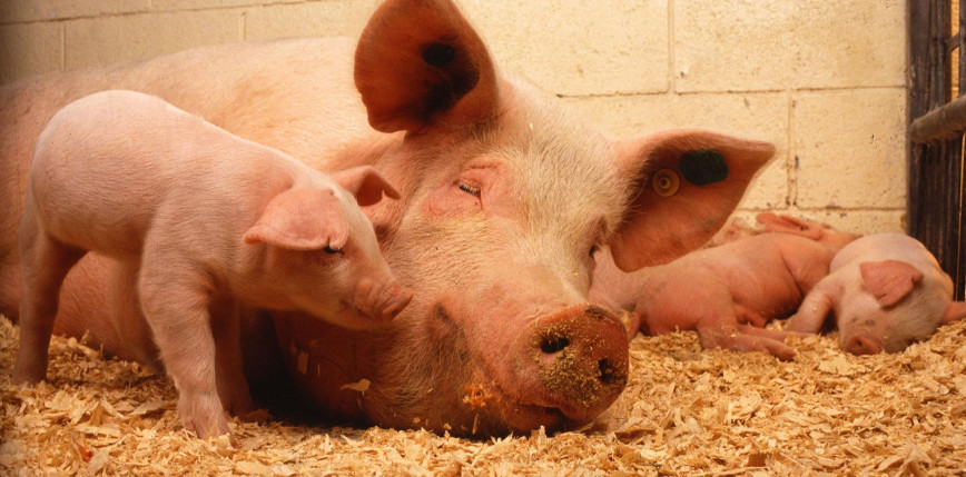 Rwanda: nasienie świń będzie dostarczane przez drony 