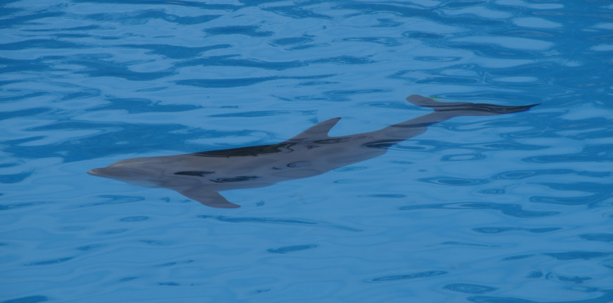 Japonia: zaapelowano do plażowiczów, aby unikali kontaktu z delfinami w związku z atakami
