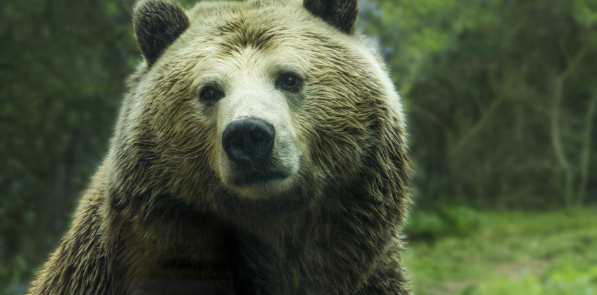 USA: zidentyfikowano żołnierza, który zginął wskutek ataku niedźwiedzia na poligonie