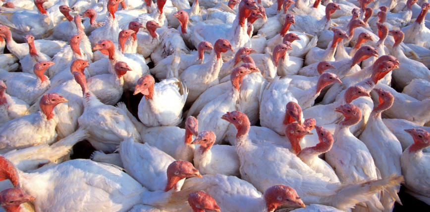 Mazowieckie: stwierdzono 2 ogniska wysoce zjadliwej grypy ptaków 