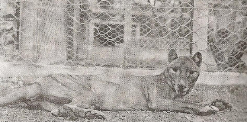 Australia: po 86 latach odnaleziono zagubione szczątki wilkowora tasmańskiego