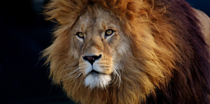 Ghana: mężczyzna zginął po tym, jak wszedł na wybieg lwów w zoo