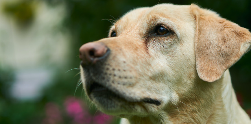 Psy mogą wykryć zakażenie SARS-CoV-2 z 94-proc. skutecznością  